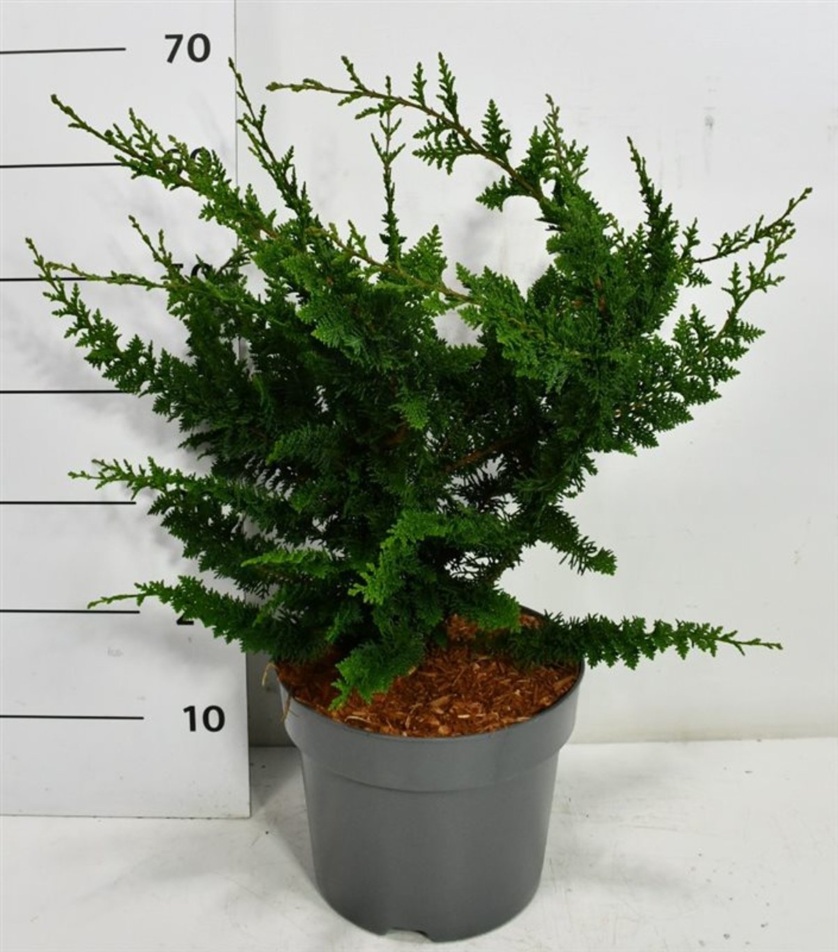 Ädelcypress – Chamaecyparis obtusa 'Teddy Bear' - C7.5 40-50 cm.